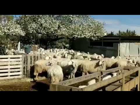 Condurre il gregge al pascolo, una ricchezza per tutti