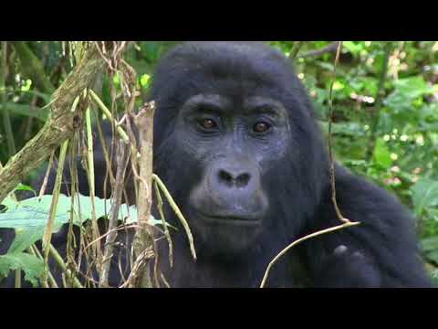 download lagu mp3 mp4 Viaggi Trekking Nel Mondo, download lagu Viaggi Trekking Nel Mondo gratis, unduh video klip Viaggi Trekking Nel Mondo