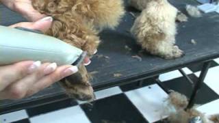 How to groom a poodle. Poodle grooming at www.howtogroom.net