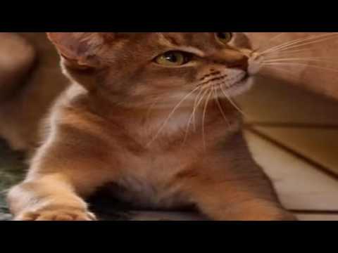 Top 10 Reasons to Choose an Abyssinian Cat as Your Pet