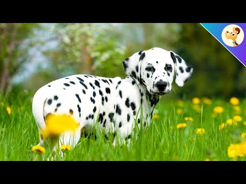 Dalmatiner ► Charakter, Haltung & Pflege ✅