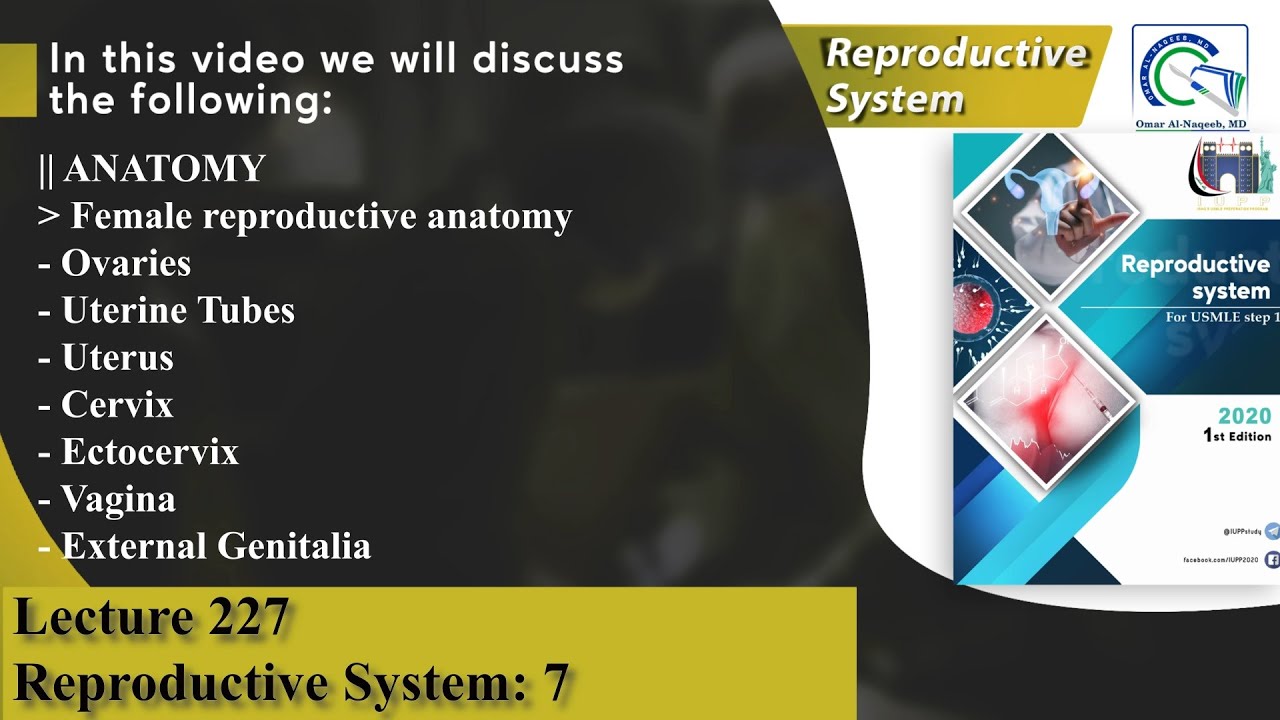 Ovaries | Uterine Tubes | Uterus | Cervix | Ectocervix | Vagina | External Genitalia