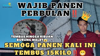 Download lagu WAJIB PANEN PERBULAN‼️SEMOGA PANEN KALI INI TEMBUS 15KILO🙏😁 mp3