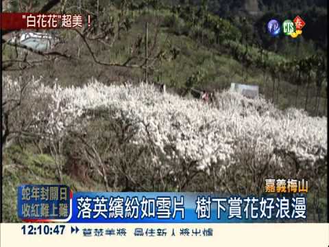 李花布滿嘉義梅山 如白雪落枝頭