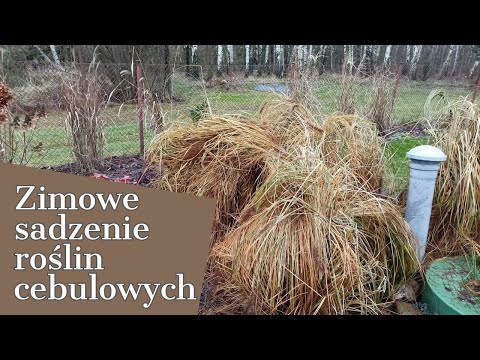 , title : 'ZIMOWE SADZENIE ROŚLIN CEBULOWYCH'