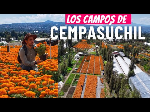 La vida y la muerte en la flor de Cempasúchil, visitando los campos de cultivo de Xochimilco