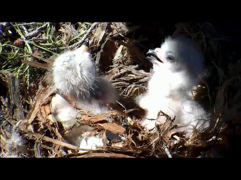 Cornell Red-Tailed Hawk Cam ~ H2 ~ Welcome To The World 4.23.18