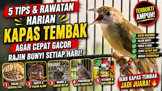 Download lagu 5 TIPS DAN RAWATAN HARIAN BURUNG KAPAS TEMBAK AGAR CEPAT GACOR RAJIN BUNYI SETIAP HARI🔥❗❗ mp3 Download lagu 5 TIPS DAN RAWATAN HARIAN BURUNG KAPAS TEMBAK AGAR CEPAT GACOR RAJIN BUNYI SETIAP HARI🔥❗❗ mp3