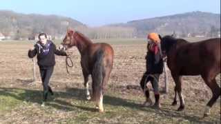 preview picture of video 'Equi- Périgord - reportage -'