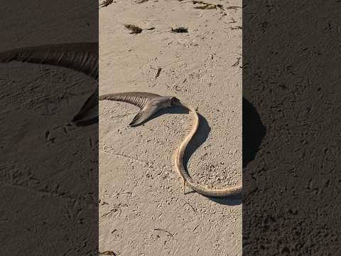 💀Wie würdet ihr reagieren? #hai #strand #seychellen #insel #schwimmen