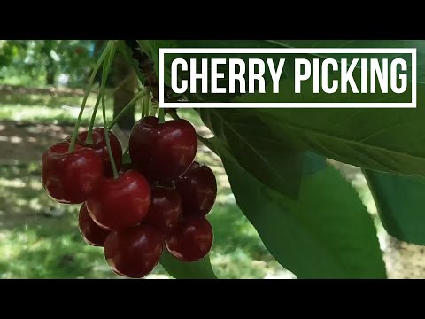 download lagu mp3 mp4 Sour Cherries Nz, download lagu Sour Cherries Nz gratis, unduh video klip Sour Cherries Nz