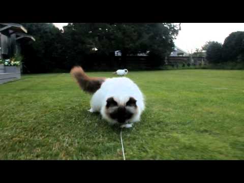 Crazy Fluffy birman Cats.