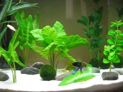 Comrad the papa betta fish & his albino cory babies 12 gallon Eclipse aquarium