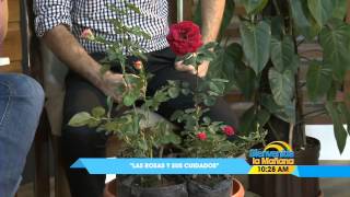 JARDINERIA LAS ROSAS Y SUS CUIDADOS