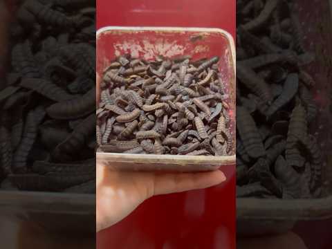Starting a Black Soldier Fly Farm from Scratch #blacksoldierfly #idea #insects #learning #bsf #farm