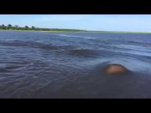 It's Scary How Fast Hippos Can Run In Water