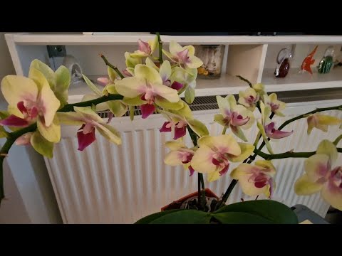 , title : '🇨🇵Je vous explique, mieux sur les phalaenopsis😉#orchidées#orquídeas#youtube#phalaenopsis#fleur#flore'