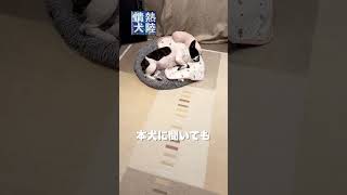 【パロディー】情熱犬陸ーフレブルひまりさん。365日、休まず続ける。睡眠（しごと）に捧げた犬生に密着。