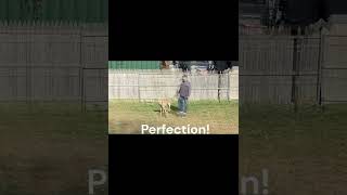 Video preview image #1 American Staffordshire Terrier Puppy For Sale in Cranford, NJ, USA