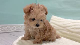 ハーフ犬の動画01