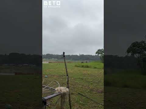 Chuvinha boa na Amazônia. #betodaamazonia #amazonas #amazonas #canutama #chuva