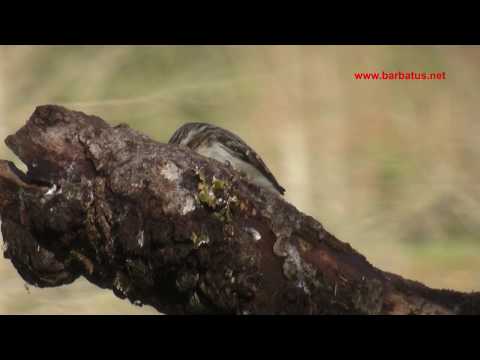 Agateador comun ( Certhia brachydactyla ) Short-toed Tr