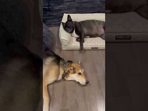 Lazy and sleepy dogs #niku #scarlet #dogs #cutedog #lazydog #sleepydog #cute #shorts #youtubeshorts