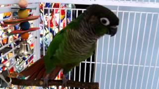 Kiwi, Green Cheek Conure