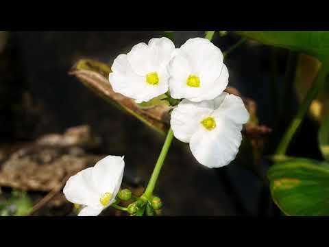 Mariana Someşan – Mi-e dor de Tine, Doamne