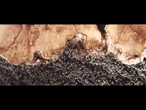 Pause Fest  Pause Cribs Giant Ant on Vimeo