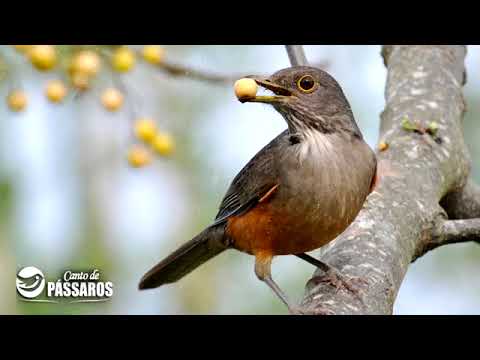 sabiá-laranjeira canto Piedade senhor com 2 horas de canto