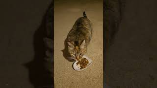 Oh Warren! lol #stray #straycat #cutecat #catshorts ##catvideos #cat #cats #catlife #kitty #catlife