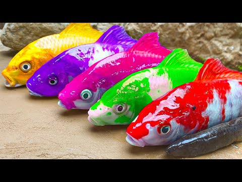 Stop Motion Cooking ASMR - Rainbow Eel, Koi Fish Mukbang Animation, Colorful Eggs - Catfish Pool