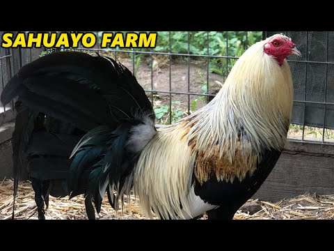 Grey Sweater Penny SAHUAYO FARM Beautiful Birds