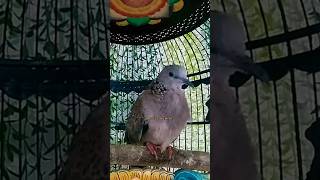 Download lagu TEKUKUR MUDA BELAJAR BUNYI KUK 4 GACOR ‼️ mp3