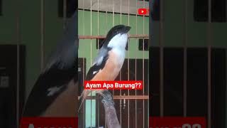 Download lagu Cendet Gacor Suara Anak Ayam Berkokok mp3 Download lagu Cendet Gacor Suara Anak Ayam Berkokok mp3