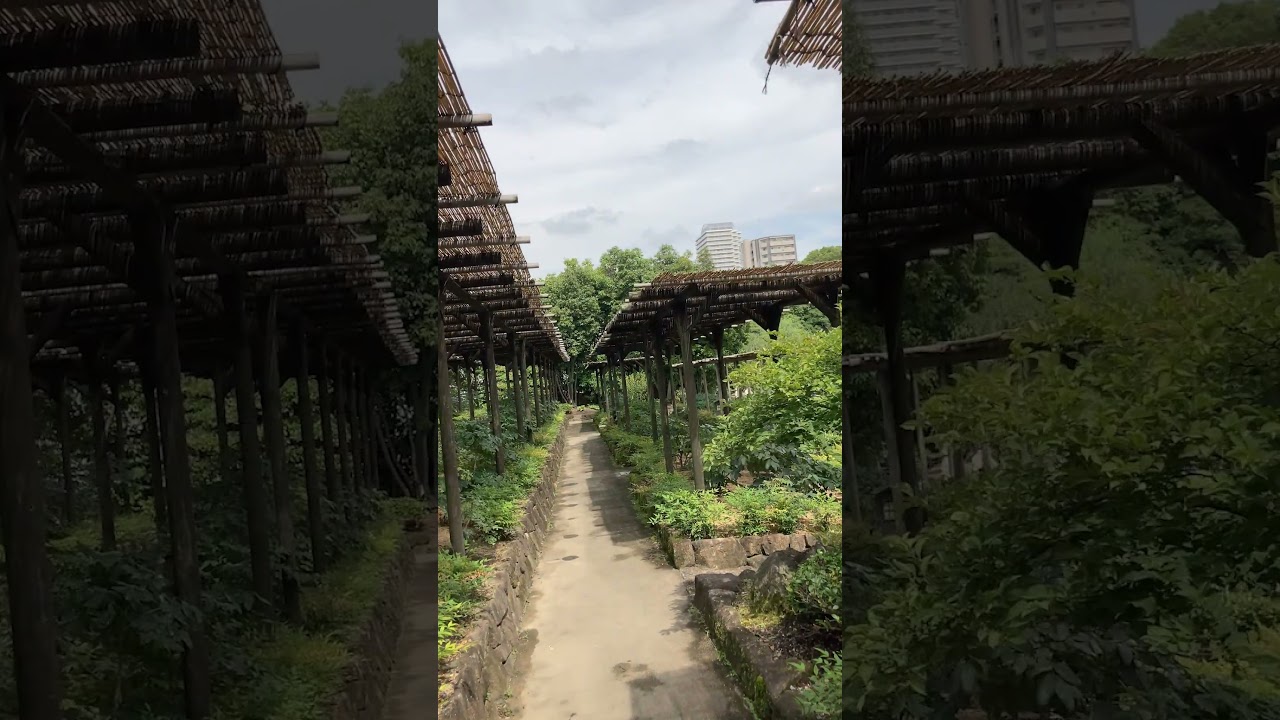 YouTube Short thumbnail