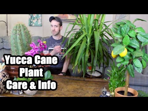Caring for a Yucca Cane Plant