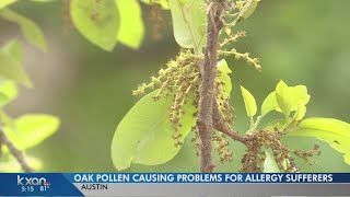 Oak pollen season will last longer this year