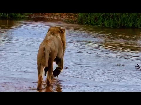 Nkuhuma Male Lion crossing the water | Sabi Sands | 27 November 2025