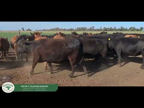 PIOVIGME _ 37 VACAS GORDAS de FEEDLOT de 600kg Prom Bruto en ENCINA, CARLOS TEJEDOR, BUENOS AIRES
