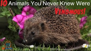Top 10 Venomous Animals You Never Knew Were Venomous - A Summary in Under 120 Seconds