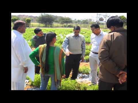 Stevia natural sweetener, packaging size: 50 gm