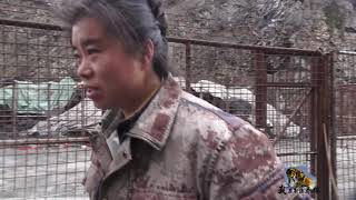 848养狼有危险吗？前一秒撒娇争宠玩得欢，后一秒却朝养狼人头上下嘴