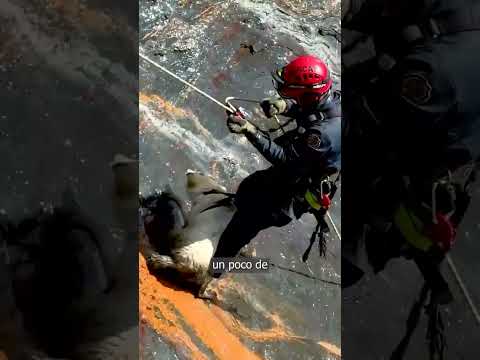 🐶 Rescate que conmueve en Boyacá #viral #BuenasNoticias #RescateAnimal
