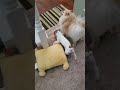 Jack Russell Taking Lion Puppy Pillow Away