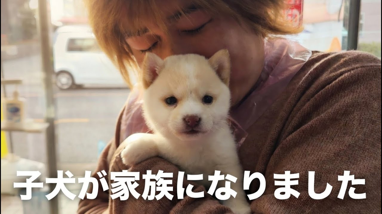 【ご報告】生後76日の極小の柴犬(豆柴)の赤ちゃんを家族に迎えました
