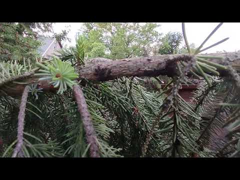 Was ist Honigtau und warum brummt und summt es in Nadelbäumen?