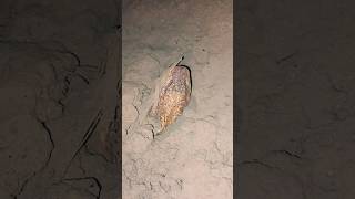 Download lagu goosebumps crawling out of the mud #ngerii #eel #eelcatch #videoshorts #berandayoutube mp3