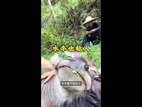 水牛偏愛泡水 性格溫順又通人性